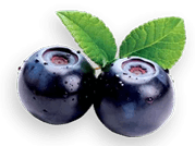 Symbol Brusnice borůvka