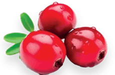 Symbol Skandinávská brusinka